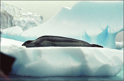 20120522-seal leopard seal ntarctic.jpg